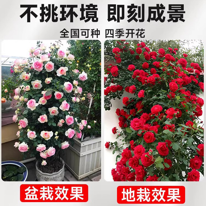 蔷薇花苗爬藤四季粉色粉龙大苗盆栽藤本开花植物爬墙龙沙宝石月季,淘宝优惠券,粉丝福利购,淘宝优惠卷