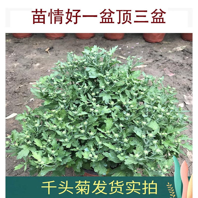 各种菊花苗大花带花苞盆栽四季特大花开花秋菊花苗适合懒人养的花 - 图1