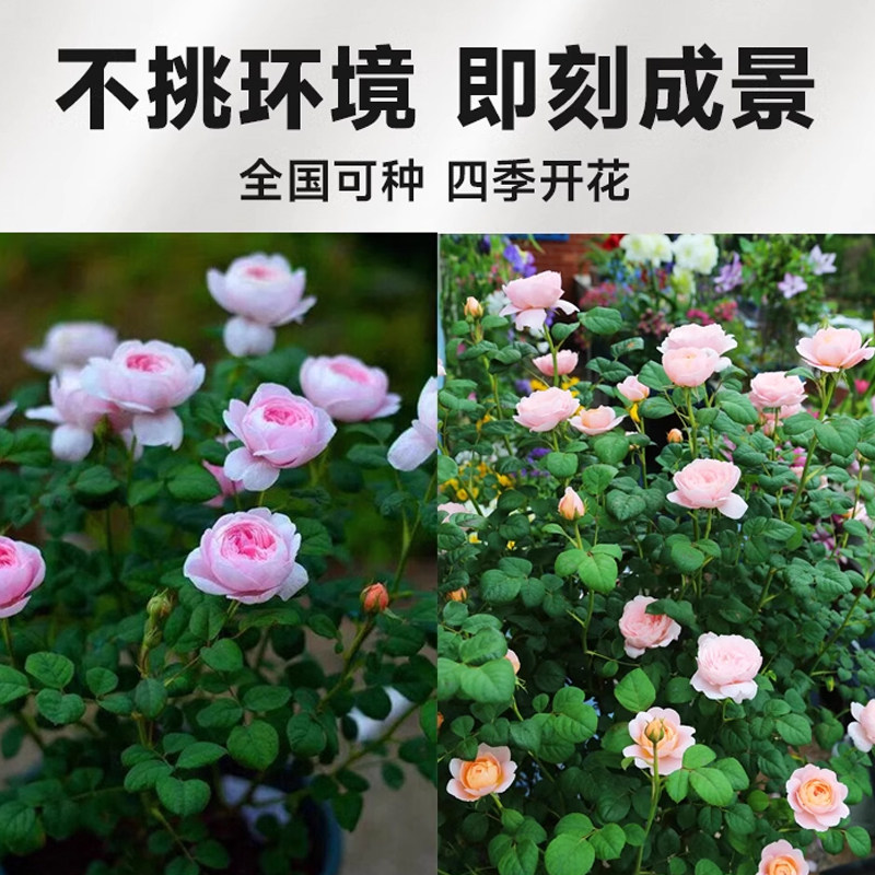 瑞典女王月季墙薇花苗爬藤树苗四季特大朵月季花啬薇花苗花卉大全,淘宝优惠券,粉丝福利购,淘宝优惠卷