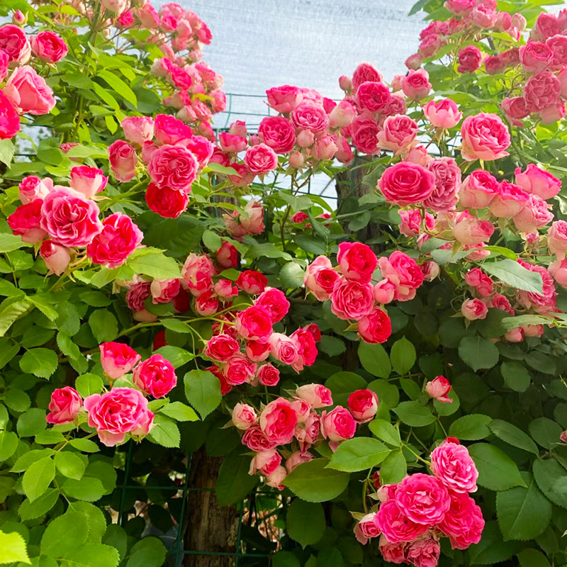 胭脂扣爬藤月季盆栽墙微花树苗墙薇花苗四季开花院子里适合种的花 - 图2