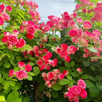 Rouge buckle creeping rose potted wall saplings micro-flower saplings wall-weed ເບ້ຍໄມ້ທີ່ອອກດອກໃນທຸກລະດູການທີ່ເຫມາະສົມສໍາລັບການປູກໃນເດີ່ນ