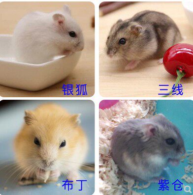 买1送8仓鼠活体金丝熊宠物布丁银狐活物三线奶茶活物笼子一对情侣 - 图1