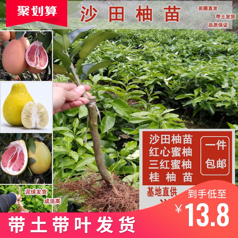 沙田柚苗南方种植桂柚广西容县沙田柚苗嫁接柚子树苗红心蜜柚