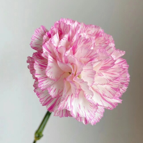 稀有单头康乃馨鲜花欢乐时光云南鲜花基地斗南直发家用水培花束 - 图1