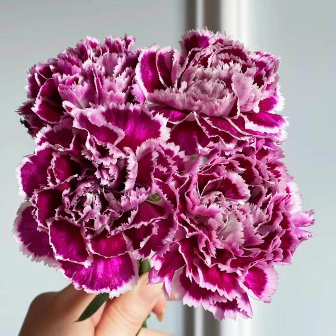 鲜花稀有康乃馨粉水晶繁华红绸云南昆明斗南市场基地直发真花水培,淘宝优惠券,粉丝福利购,淘宝优惠卷