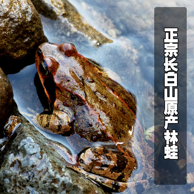 长白山雪蛤油线油正宗东北林蛙油吉林省哈什蚂油 - 图0