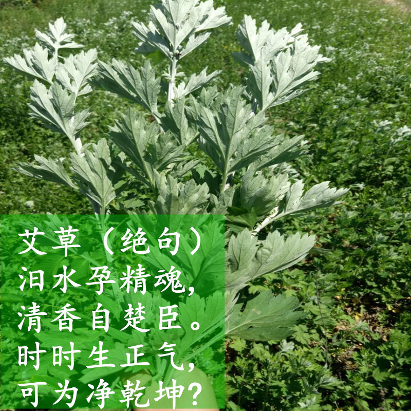 野生艾叶草陈艾农家自晒干艾草叶泡脚包泡澡驱寒艾绒买2份送艾条 - 图2