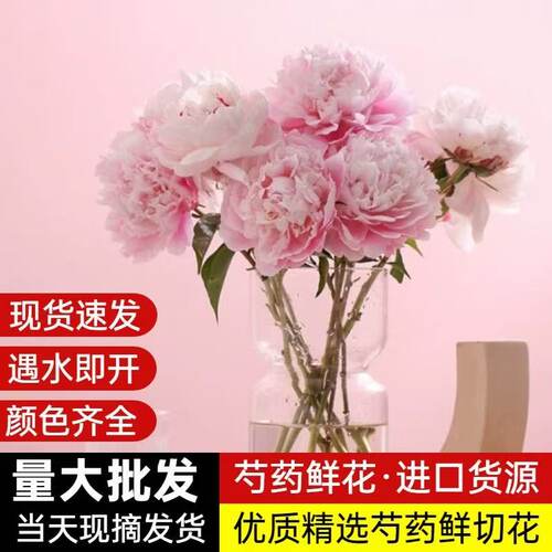 山东菏泽芍药鲜切花基地直发重瓣花束荷兰进口花卉牡丹鲜花母亲节 - 图0