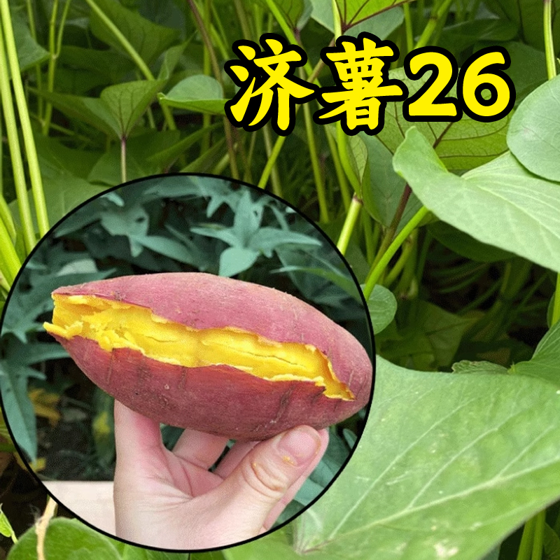 【产地直发】新鲜地瓜4斤红薯蜜薯地瓜现挖济薯26黄心食用地瓜_兵哥食品商行_水产肉类/新鲜蔬果/熟食