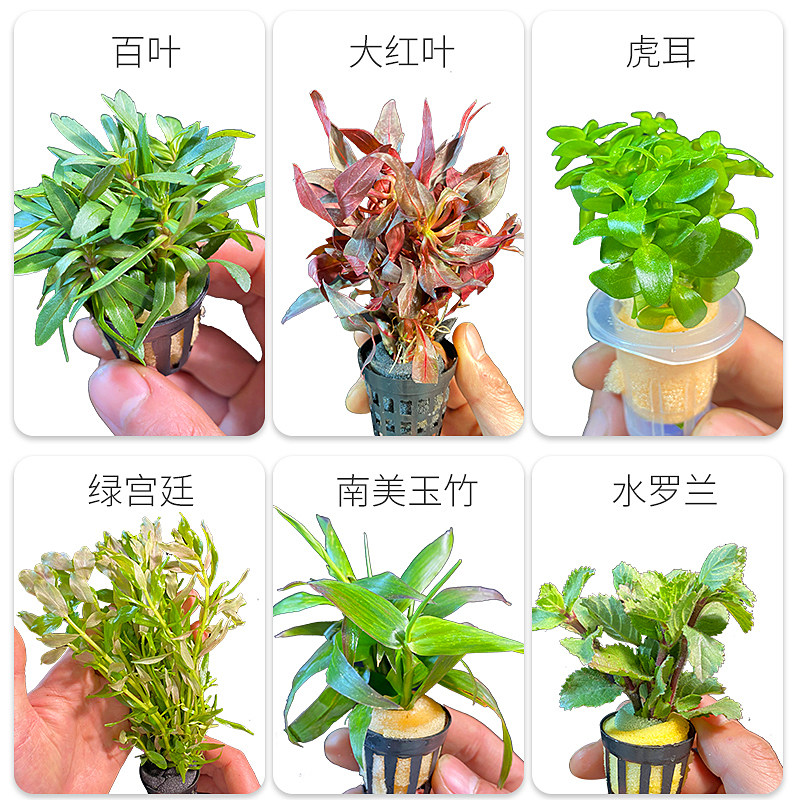 造景水草活体鱼缸植物真莫斯草套餐阴性增氧趴地珍珠懒人水榕沉木 量子水草 淘优券