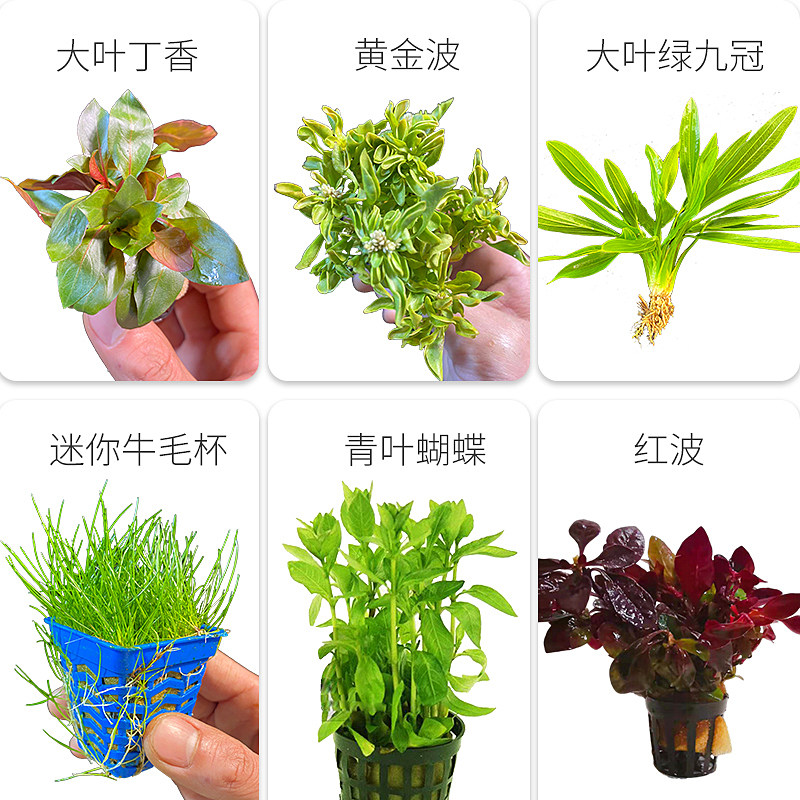 造景水草活体鱼缸植物真莫斯草套餐阴性增氧趴地珍珠懒人水榕沉木 量子水草 淘优券