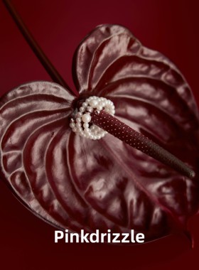 【福利套组】 舞动喀纳斯项链戒指+项圈