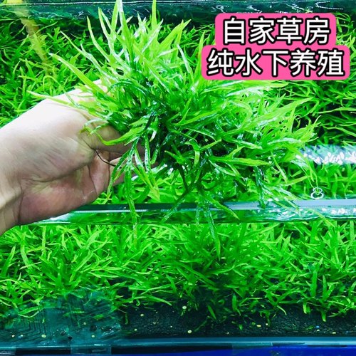 鱼缸造景套餐沉木石头水榕铁皇冠黑木蕨阴性水草莫斯植物椒草真草-图0