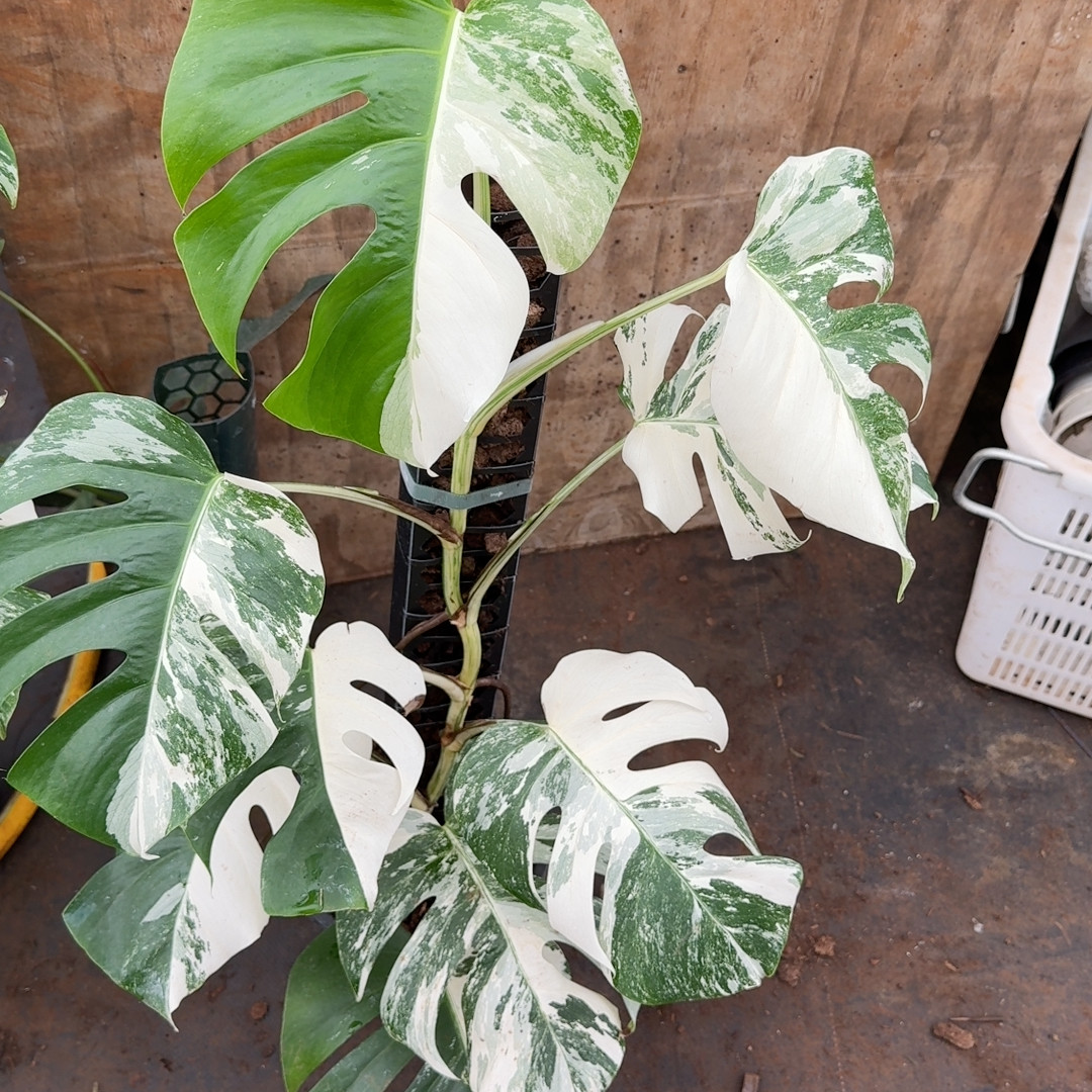 水苔柱 龟背竹专用水苔柱 柱子哥专利产品辅助气生根生长热植通用,淘宝优惠券,粉丝福利购,淘宝优惠卷