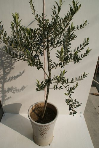 包活5年生油橄榄树桩农户基地直销裸根保湿包装四季常绿盆景老桩 - 图3