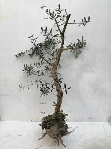 包活5年生油橄榄树桩农户基地直销裸根保湿包装四季常绿盆景老桩 - 图0