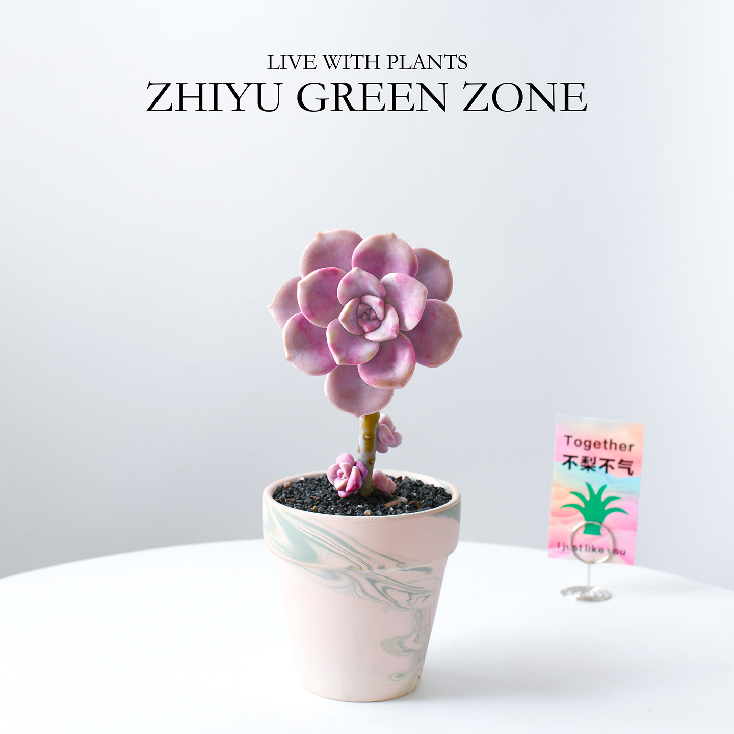 紫乐老桩多肉植物粉色肉肉桌面阳台好养新手绿植室内花卉盆栽礼物,淘宝优惠券,粉丝福利购,淘宝优惠卷