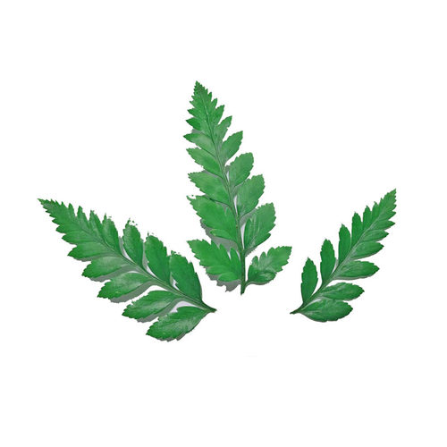 新鲜可食用蛋糕饮品烘培装饰叶子迷迭香三色堇清香木薄荷酸膜叶 - 图0