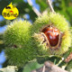 Qianxi authentic wild Yanshan fresh chestnuts