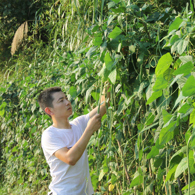 2024年新货徽州农家自制干豆角500g日晒长豆角豇豆干货脱水蔬菜-图0