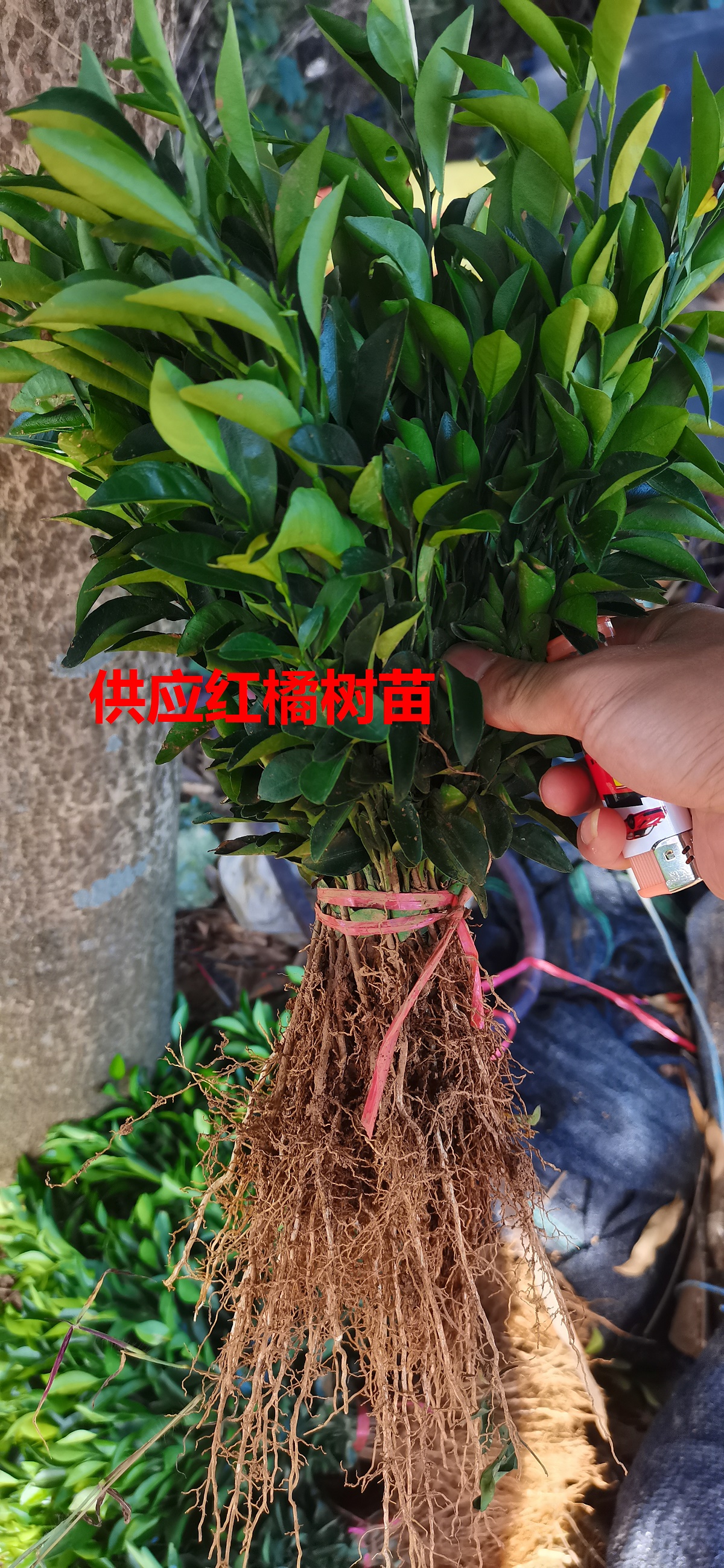 优质红橘苗红桔苗四川红桔苗红橘小苗柑橘嫁接砧木卖家包邮 - 图2