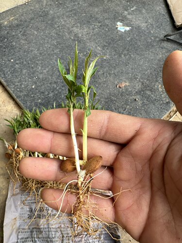 优质毛桃苗桃幼苗桃树苗桃子芽苗桃树直生苗落叶占地树苗桃核芽苗 - 图3