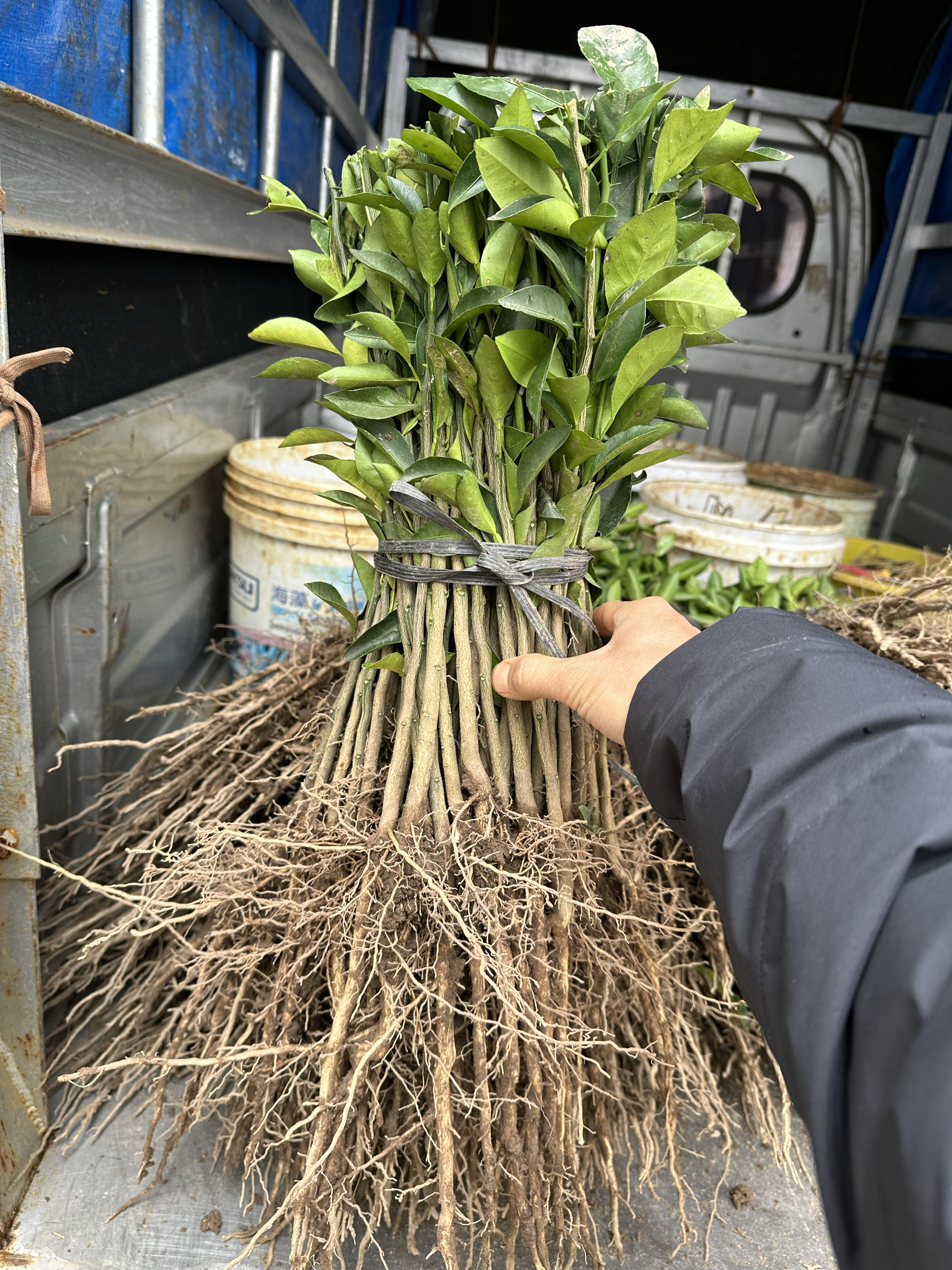 优质红橘苗红桔苗四川红桔苗红橘小苗柑橘嫁接砧木卖家包邮 - 图0