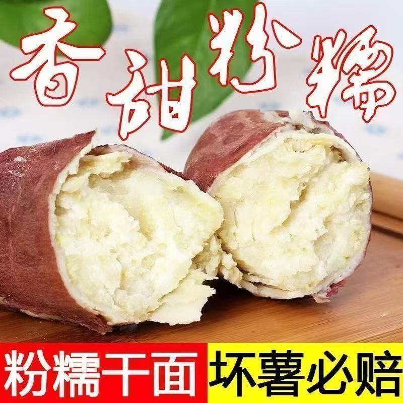 白心板栗薯红薯 香甜面糯烤地瓜山芋 新鲜果蔬现挖整箱现货包邮