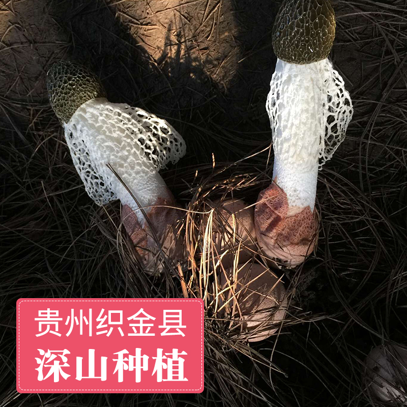 【寨吗】织金竹荪干货50g竹笙短裙红托肉厚不硫熏贵州农家土特产-图0