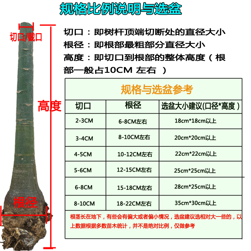 发财树大棵树桩独杆单杆办公室内客厅防辐射招财大型盆栽花卉绿植-图2