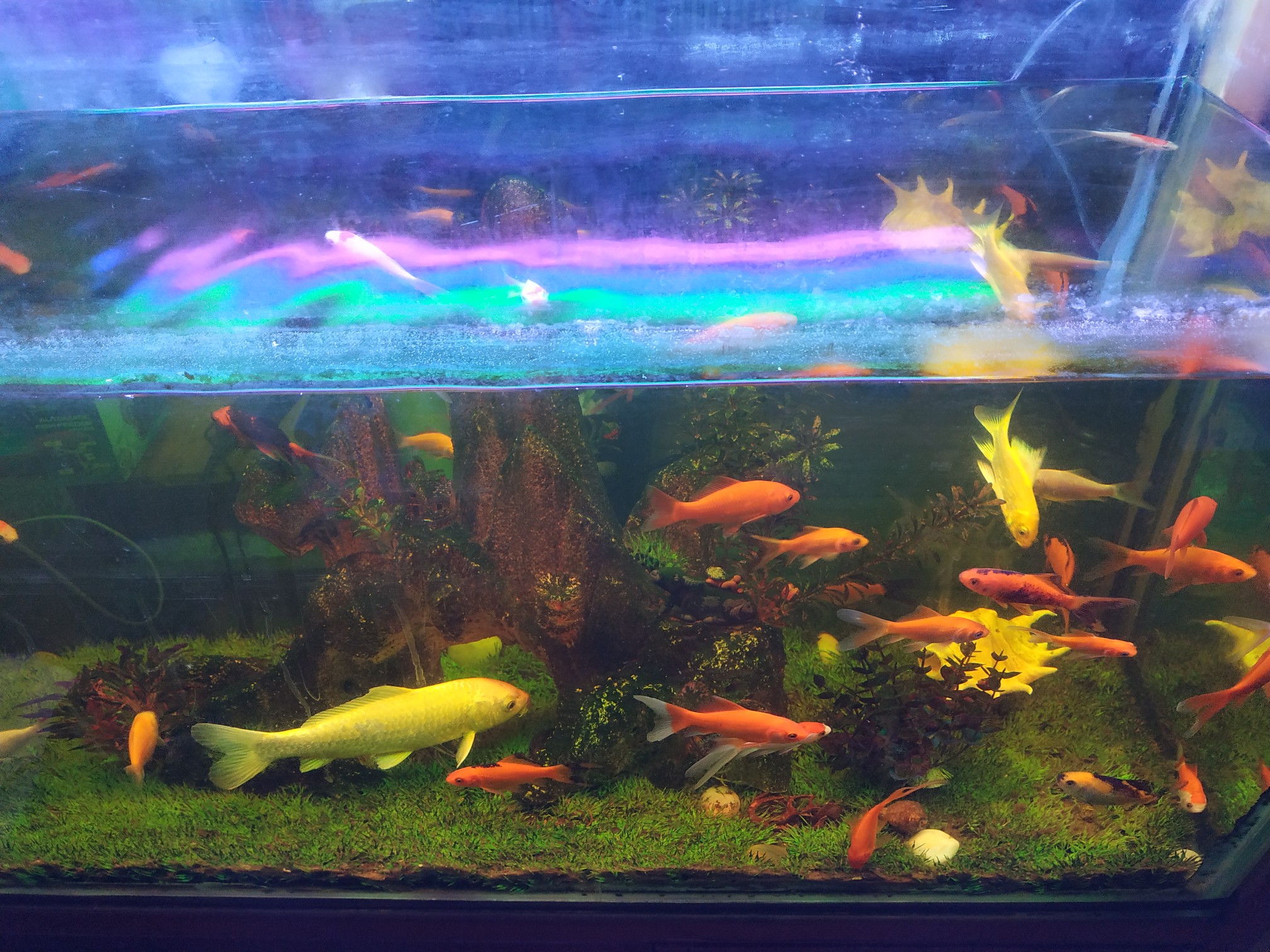 彩色led灯管t5t8一体化红色蓝色绿色紫色红紫绿蓝光鱼缸日光光管,淘宝优惠券,粉丝福利购,淘宝优惠卷