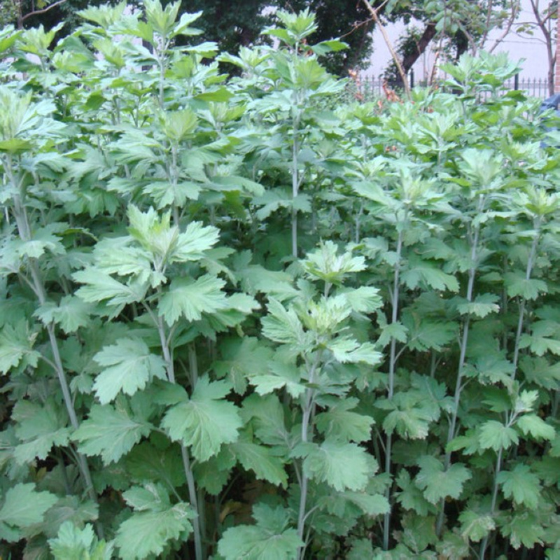 艾草种子艾叶香草四季遏草驱蚊阳台盆栽泡澡食用青团香艾绒籽包邮