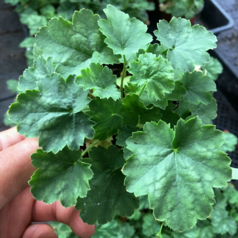 矾根花籽矾根种籽矾根种子矾根植物观叶彩叶草盆栽七彩变色-图1