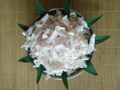 新鲜芝麻花黑芝麻花麻子花白芝麻花干芝麻花芝麻花干芝麻杆包邮 - 图3