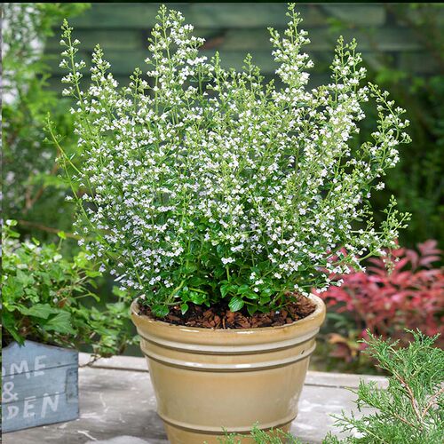 园也 假荆芥新风轮菜耐寒耐热花期长盆栽花园植物 - 图1