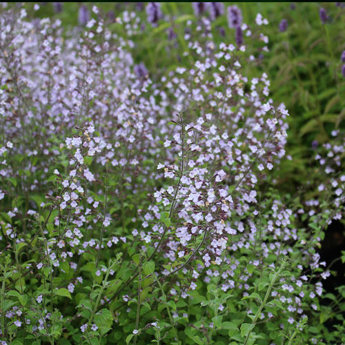 园也 假荆芥新风轮菜耐寒耐热花期长盆栽花园植物 - 图2