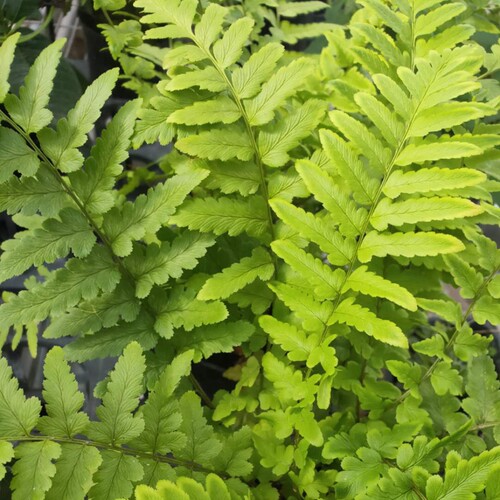 博众农业喜阴耐寒蕨 花园庭院宿根盆栽植物  荚果蕨  东京木蕨 - 图2