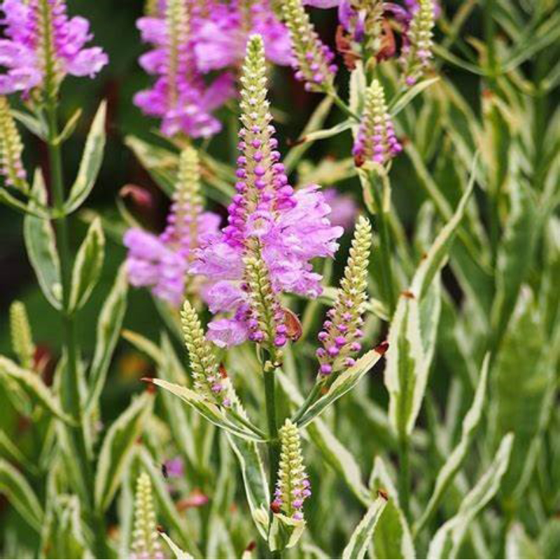 直播 进口耐寒宿根 铁筷子 圣诞玫瑰 仙客来 宿根花卉 花园植物 - 图0