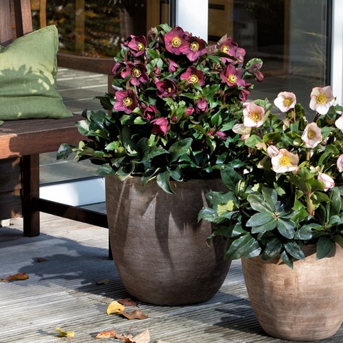 进口耐寒宿根冰雪玫瑰，  冬日芭蕾铁筷子花苗圣诞玫瑰 宿根花卉 - 图2