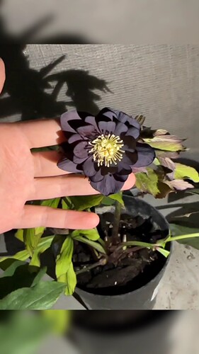 博众1加仑耐寒日系铁筷子花苗庭院花园宿根冬春开花盆栽植物 - 图2