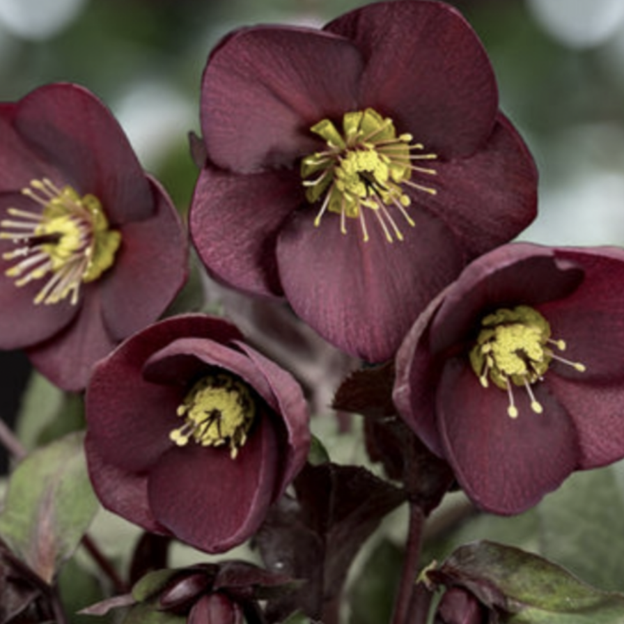 园也  冰雪系列铁筷子 圣诞玫瑰 耐寒耐阴植物  盆栽阳台 地栽花,淘宝优惠券,粉丝福利购,淘宝优惠卷