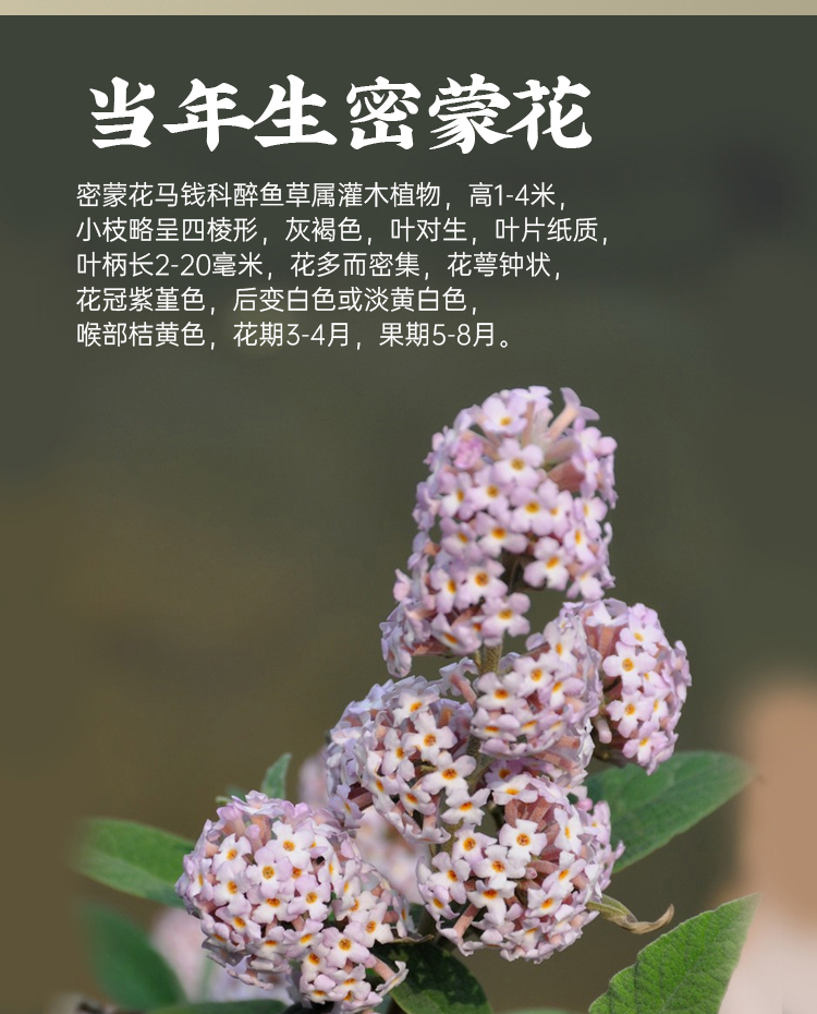 密蒙花中药材250克 密蒙花干 蜜蒙花染饭花正品 新货另售合欢花 - 图0