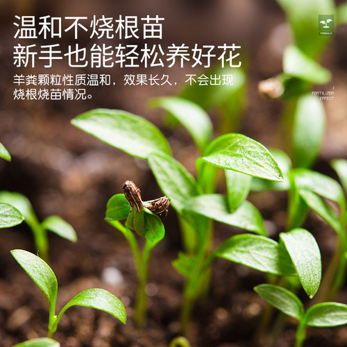 史丹利羊粪发酵有机肥内蒙古养花专用肥料腐熟纯羊粪颗粒干羊粪蛋 - 图3