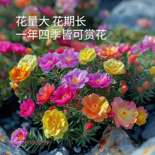史丹利重瓣太阳花种子花籽种子室内盆栽种植花籽易活开花混色种孑 - 图3