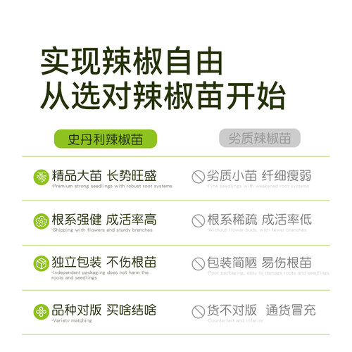 史丹利小米椒辣椒苗朝天椒樟树港秧苗四季盆栽南方北方蔬菜苗大全 - 图0