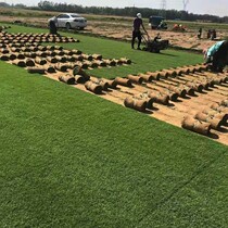 Hainan Belt Earth Lawn Greens Grass Four Seasons Green Taiwan Grass Free Cut Manila Villa Courtyard Greenery Engineering Grass