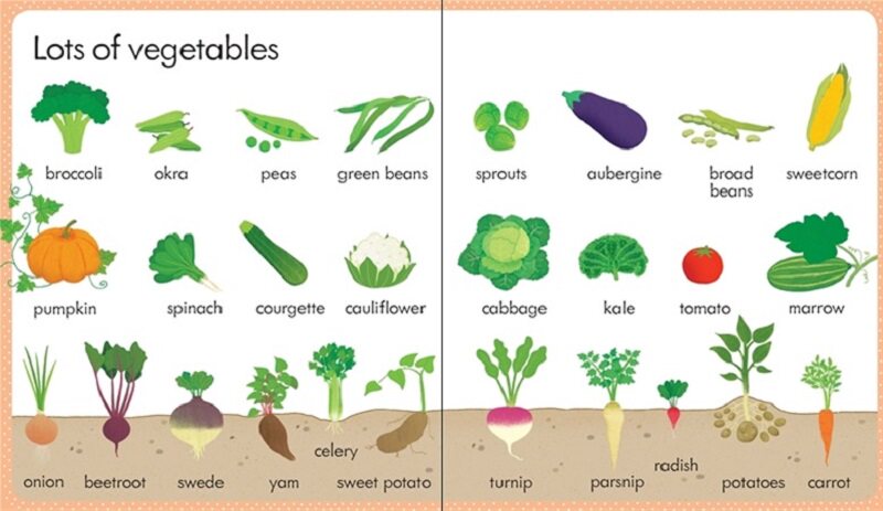 Usborne My first word book about food 尤斯伯恩旗舰店 我关于食物的单词书 幼儿英语启蒙绘本 早教纸板书 亲子共读 英文原版