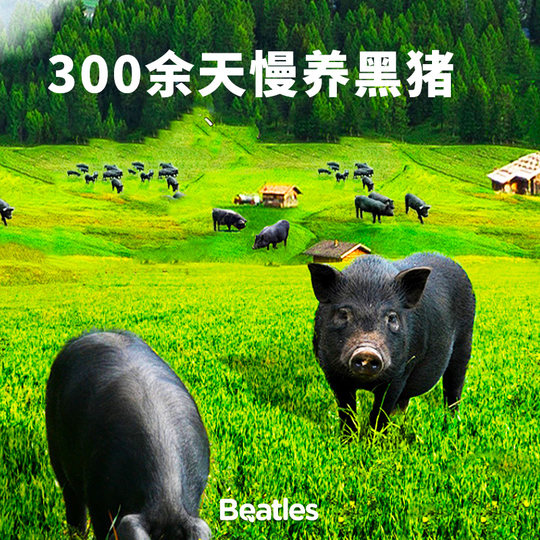 比逗仕高钙高蛋白黑猪肉肠添加益生元香肠独立小包装儿童休闲零食