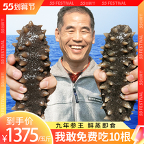 (not satisfied with the bag withdrawal) Dalian nine-year ready-to-eat sea cucumber 2500g deep-sea Liao Spurs for wild frozen single clothes