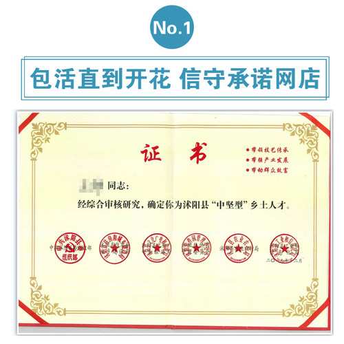 【1米6大苗】蔷薇花苗藤本月季大苗爬藤植物四季种植花卉盆栽玫瑰 - 图1